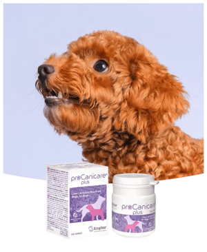 procanicare_plus