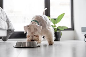 cute-dog-eating-home