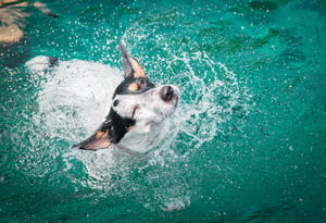 dog-swimming-sea