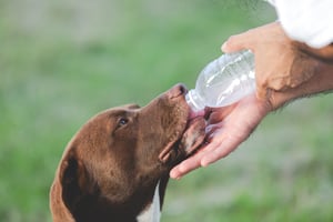 owner-gave-dogs-water-from-bottle-drink